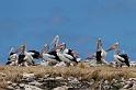 087 Penguin Island, pelikanen